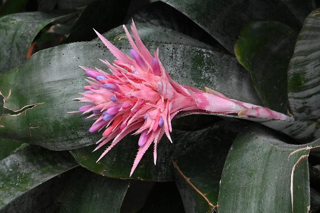 2025-07119502 Tower Hill Botanic Garden, MA.JPG - Silver Cup (Aechmea fasciata). New England Botanic Garden at Tower Hill, MA, 7-11-2025